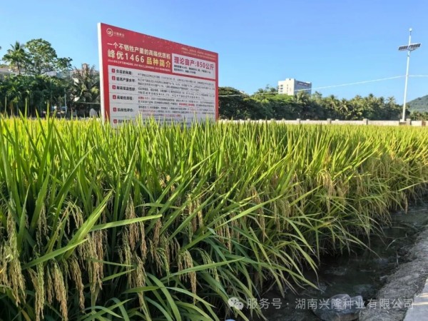 峰优1466即将强势登陆华南市场！