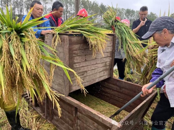 安徽日报丨“亘两优6339”测产亩产干谷达1679斤