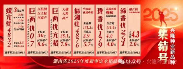 新品种集体“拿证”！这些高产抗逆新品种即将上市→