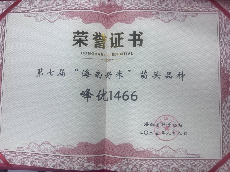 第七届海南好米苗头品种峰优1466
