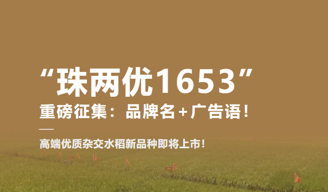 “珠两优1653”：尊嘟假嘟？取个名字就能拿1653元？