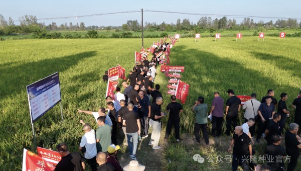 珠两优1653全国观摩测产大会在河南固始举行——现场实测亩产1830斤，优质稻品种再添“实力派”