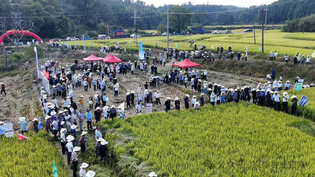 一千农人下田来！ 峰优1466低镉浓香版千人测产大会燃动全国