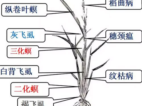 湖南兴隆种业有限公司,长沙稻谷种植与销售,长沙农作物品种的选育,长沙农业病虫害防治服务