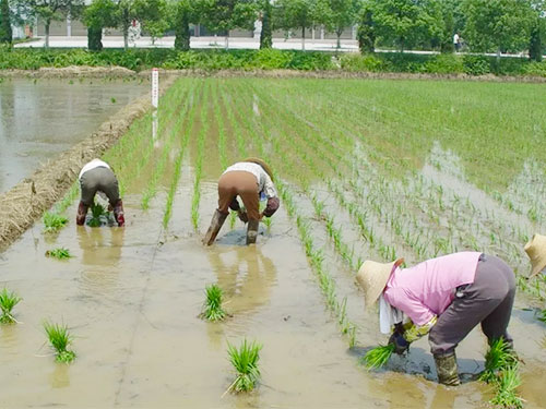 湖南兴隆种业有限公司,长沙稻谷种植与销售,长沙农作物品种的选育,长沙农业病虫害防治服务