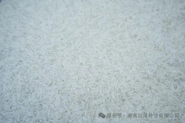 湖南兴隆种业有限公司,长沙稻谷种植与销售,长沙农作物品种的选育,长沙农业病虫害防治服务 湖南兴隆种业有限公司,长沙稻谷种植与销售,长沙农作物品种的选育,长沙农业病虫害防治服务