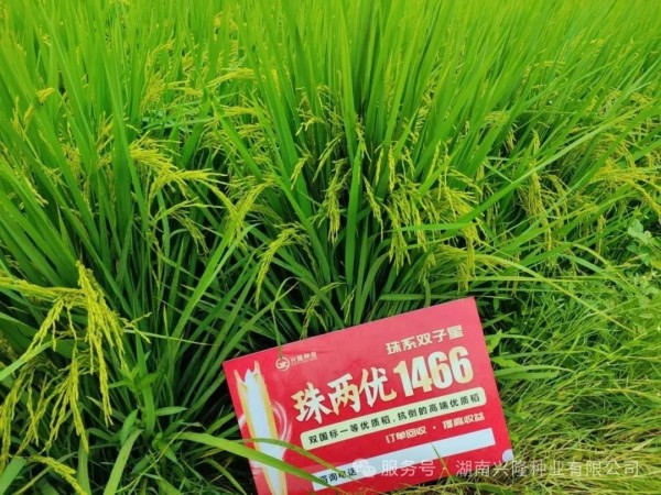 湖南兴隆种业有限公司,长沙稻谷种植与销售,长沙农作物品种的选育,长沙农业病虫害防治服务 湖南兴隆种业有限公司,长沙稻谷种植与销售,长沙农作物品种的选育,长沙农业病虫害防治服务