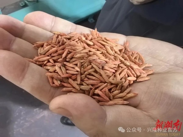 湖南兴隆种业有限公司,长沙稻谷种植与销售,长沙农作物品种的选育,长沙农业病虫害防治服务