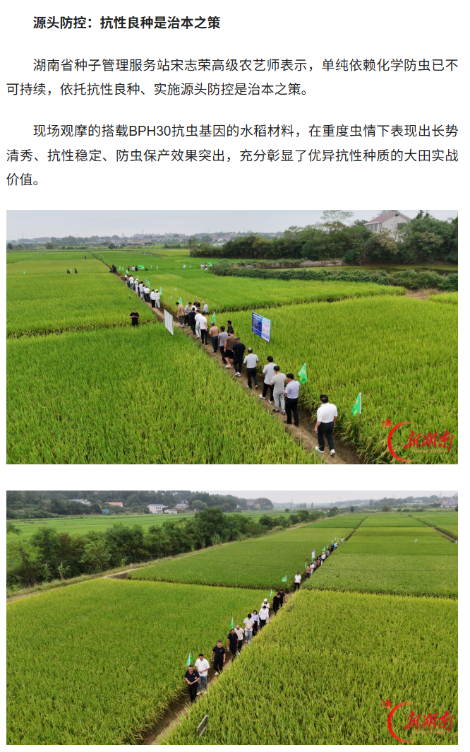 湖南兴隆种业有限公司,长沙稻谷种植与销售,长沙农作物品种的选育,长沙农业病虫害防治服务