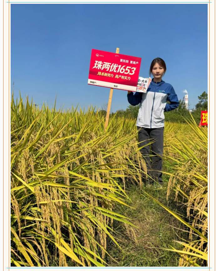湖南兴隆种业有限公司,长沙稻谷种植与销售,长沙农作物品种的选育,长沙农业病虫害防治服务